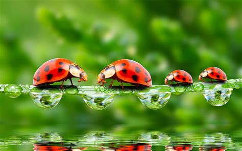 Ladybugs Ladybug Fantasy Gargarita Water Drop Green Red Leaf