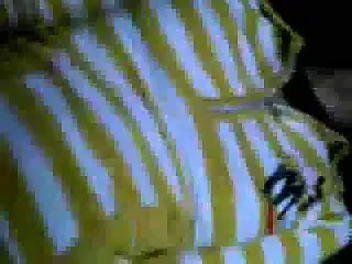 Indonesia Dengan Si Cantik Dikebon Asian Porn Xhamster