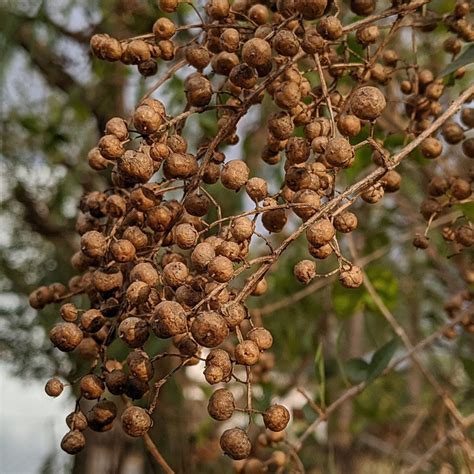 Heena Tree Seeds Lawsonia Inermis Pack Of 50 Organic Henna Plant