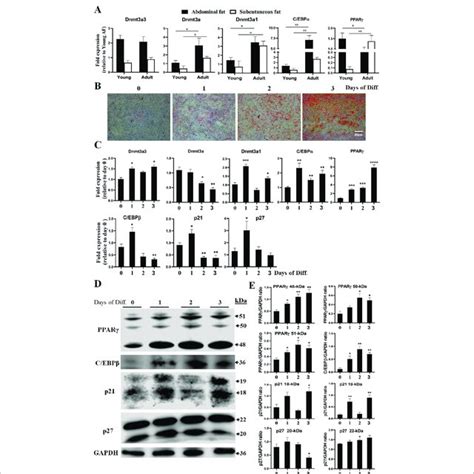 Expression Of Dnmt3a Spliced Variants In Adipose Tissues And During