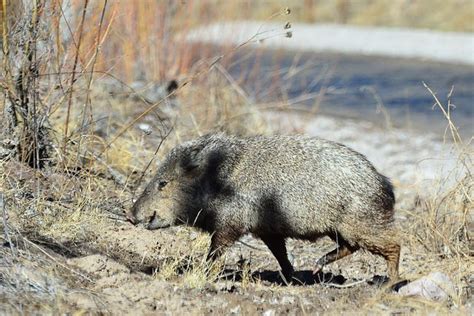 7 Things to Know about Hunting Javelina - LiveOutdoors