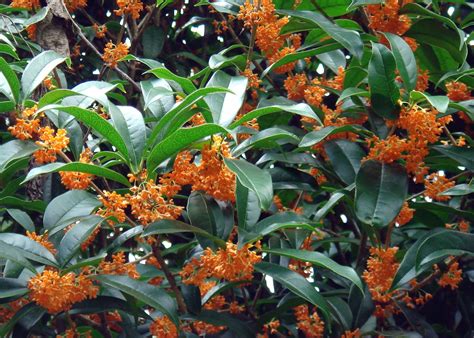 osmanthus fragrans  frustrated gardener