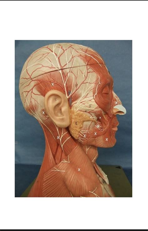 Muscle I Head And Neck Lateral Right Diagram Quizlet