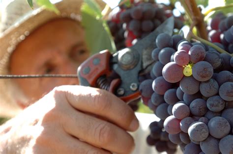 Vendemmia Uiv Calo Del 26 Ma L Italia Resta Il Primo Produttore