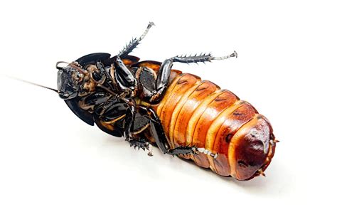 How Do Madagascar Hissing Cockroaches Molt Medium