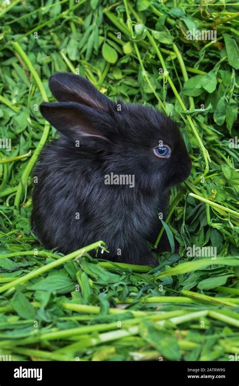 Black rabbit lose up. Young cute bunny with fluffy hair Stock Photo - Alamy