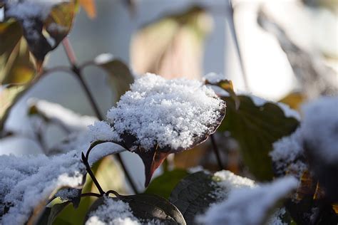 Снежок Фото — Mixyfotos.ru