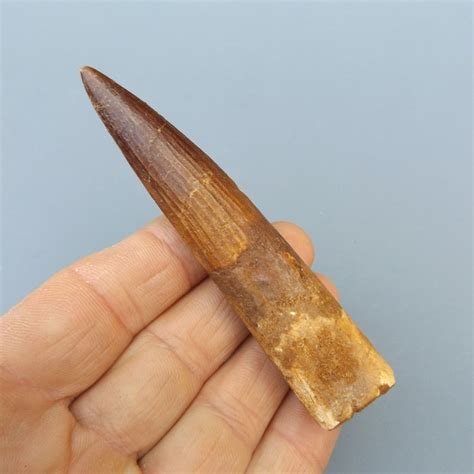 Large Spinosaurid Dinosaur Teeth Spinosaurus Maroccanus Catawiki