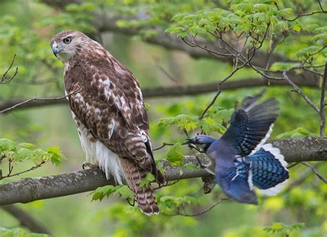 Red-tailed Hawk | Audubon Field Guide