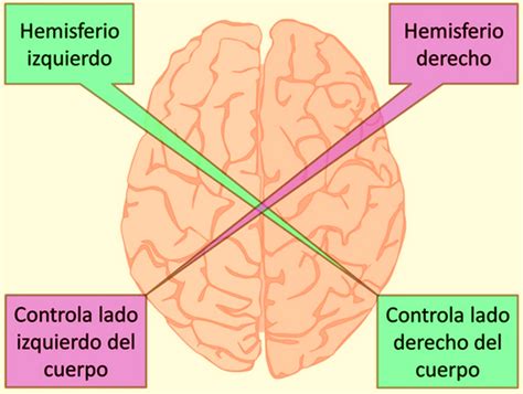 Hemisferios Cerebrales