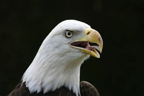 Stunning "Bald Eagle Screech" Artwork For Sale on Fine Art Prints