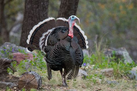 Eastern Turkey (Wild Turkey) Pictures - AZ Animals