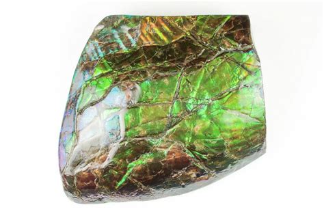 4.1" Brilliant Ammolite (Fossil Ammonite Shell) - Alberta, Canada ...