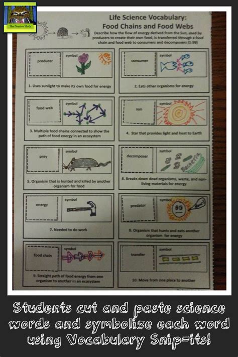 Food Chain Worksheet 5th Grade Chris Blog