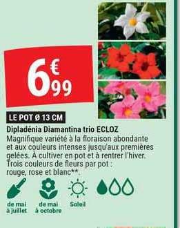 Promo Diplad Nia Diamantina Trio Ecloz Chez Gamm Vert Icatalogue Fr