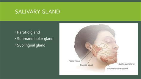 SOLUTION: Salivary glands - Studypool