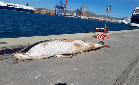 Aparece Una Ballena Muerta En La Bocana Del Puerto De M Laga Diario Sur