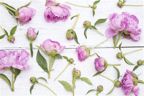 Pink peonies stock photo. Image of ceremony, nature - 146942574