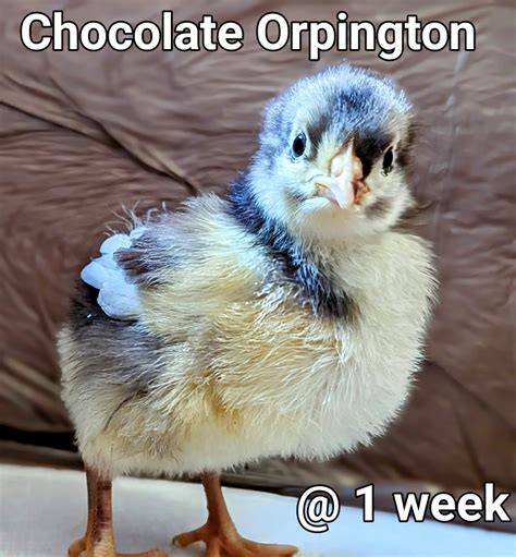 ChocolateOrpington.jpg | BackYard Chickens - Learn How to Raise Chickens