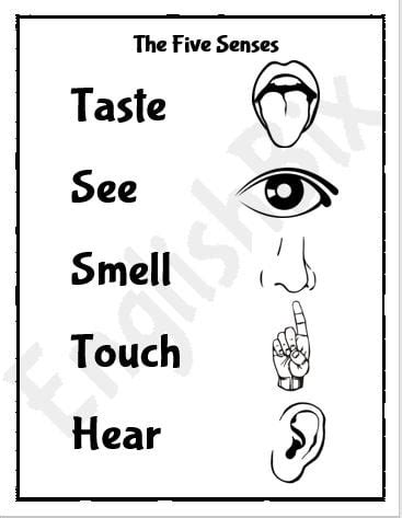 Five Senses Pictures Chart Printable - EnglishBix