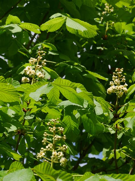 Aesculus hippocastanum 'Baumannii' | Aesculus hippocastanum 'Baumannii ...