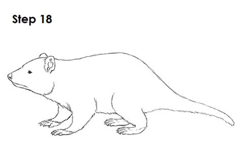 How To Draw A Tasmanian Devil