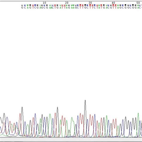 Chromatogram Nucleotide Sequence Obtained From Chromous Biotech Download Scientific Diagram