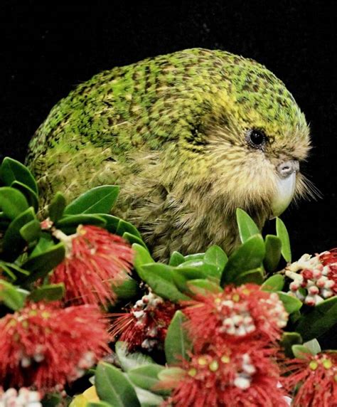 See The Kakapo, New Zealand's Critically Endangered 'Owl Parrot'