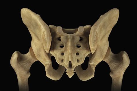 Sacrum: Anatomy, Function, and Treatment