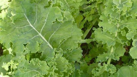 8 Different Types Of Kale With Images