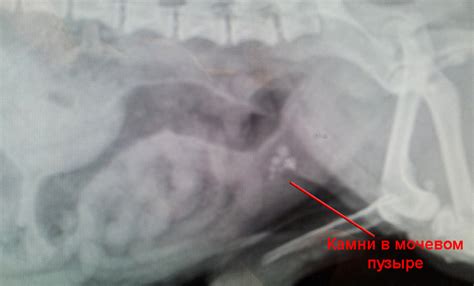 Мочекаменная болезнь у собак: симптомы и лечение | Все о собаках