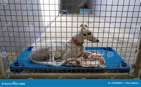 Greyhound Dog In Cage Laying Down Stock Photo - Image of white, collar ...