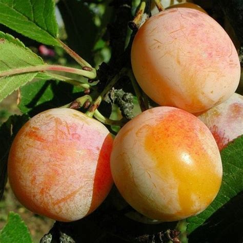 Prunus Domestica Mirabelle De Nancy C5 Lit 100 125 Cm Patio