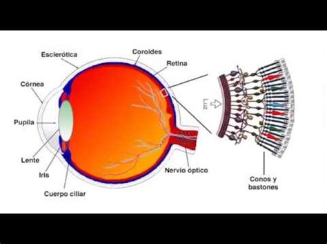 Descubre C Mo Los Seres Humanos Perciben Los Colores La Fascinante