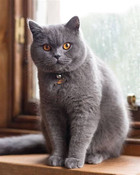 British Shorthair Price In India In 2023 British Shorthair British