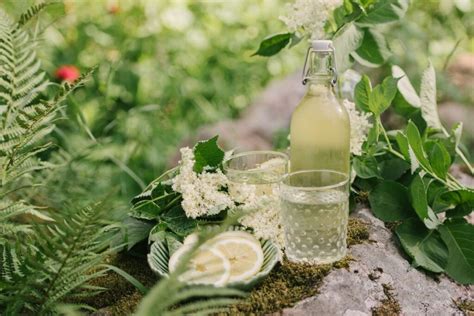 10 Amazing Health Benefits Of Elderflowers How To Use