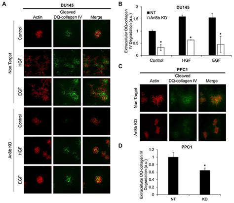 The Arf Like Gtpase Arl8b Is Essential For Three Dimensional Invasive