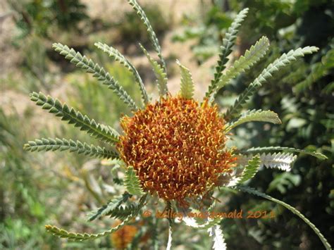 PlantFiles Pictures Banksia Species Showy Dryandra Banksia Formosa