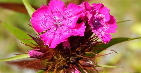 Bartnelken Dianthus Barbatus