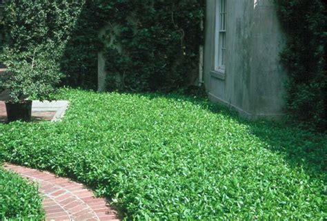 Best Ground Cover for Shade in Your Yard - OPE Reviews - OPE Reviews