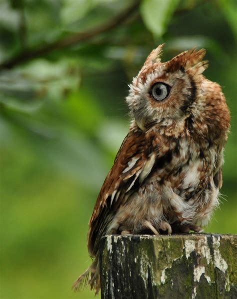 Eastern Screech Owl Red Morph CKoontz Flickr