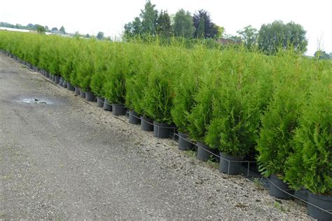 Thuja Lebensbaum, Brabant - (Thuja occidentalis, Brabant) 100-120 cm ...