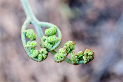 Harvesting Edible Bracken Fern - How to Safely Eat Bracken Fern