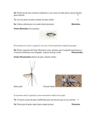 Claves Para Identificar Insectos Pdf