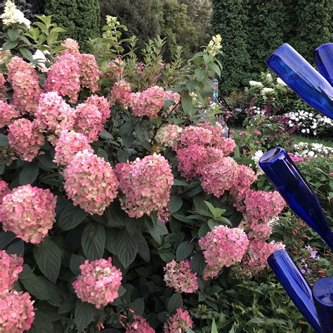 Hydrangea FIRE LIGHT - Buy Hydrangea Hardy Shrubs Online