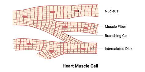 Heart Muscle Cell Design Illustration 30339960 Vector Art at Vecteezy