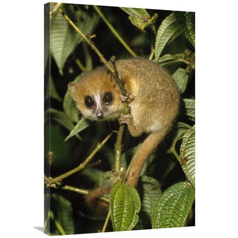 24 x 36 in. Brown Mouse Lemur, Madagascar Art Print - Konrad Wothe ...