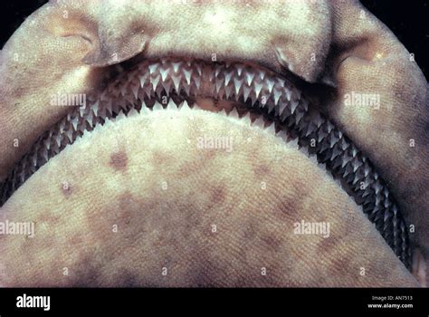 Shark teeth rows hi-res stock photography and images - Alamy