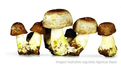 Cogumelo Agaricus Blazei Loja Anew