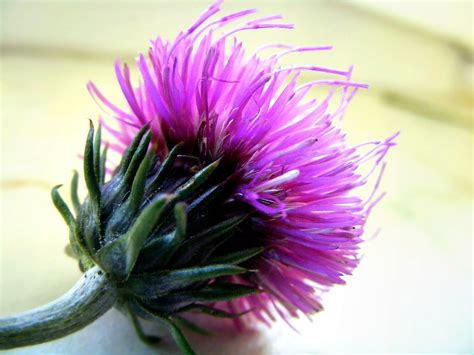 Cirsium Helenioides Dagmar Flickr